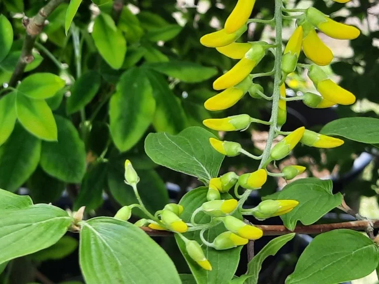 Laburnum wateri Vossii meerstammig (Goudenregen)-3