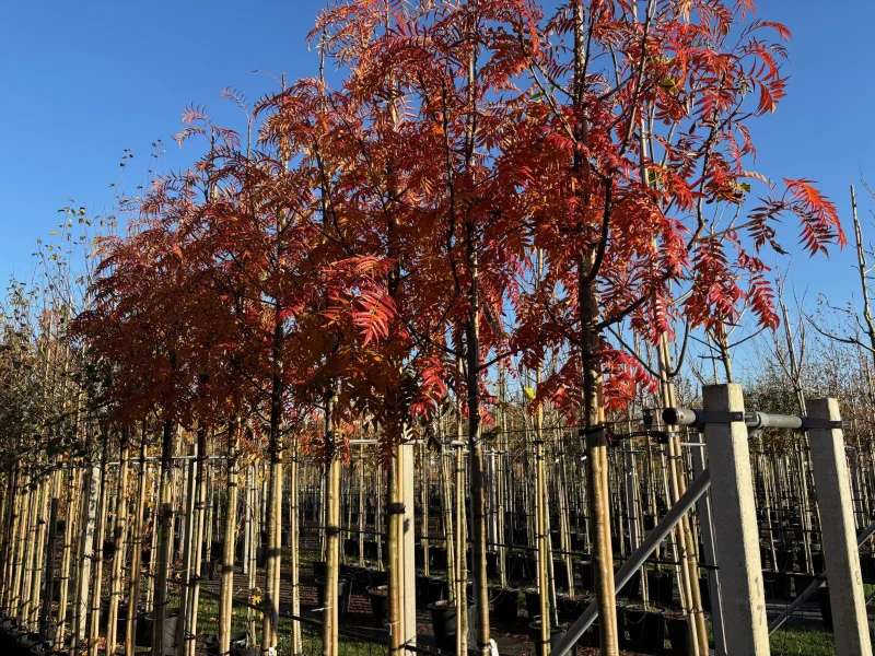 Rhus Typhina (Fluweelboom)-1
