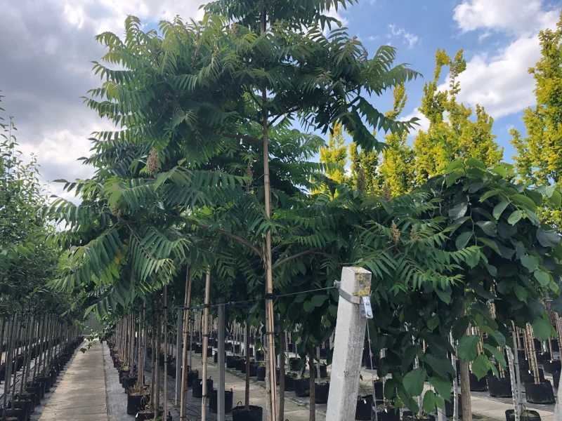 Rhus Typhina (Fluweelboom)-2