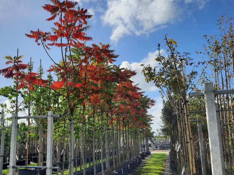 Rhus Typhina (Fluweelboom)-3
