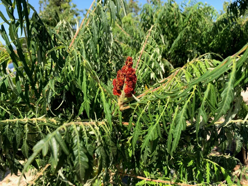 Rhus Typhina (Fluweelboom)-4