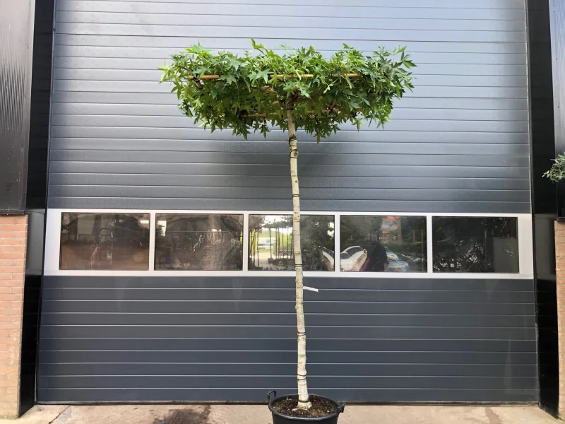 Liquidambar st. Worplesdon dakvorm (Dakamberboom)-2