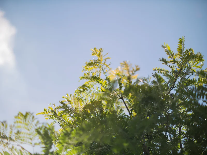 Gleditsia Triacanthos Skyline Meerstammig (Christusdoorn)-4