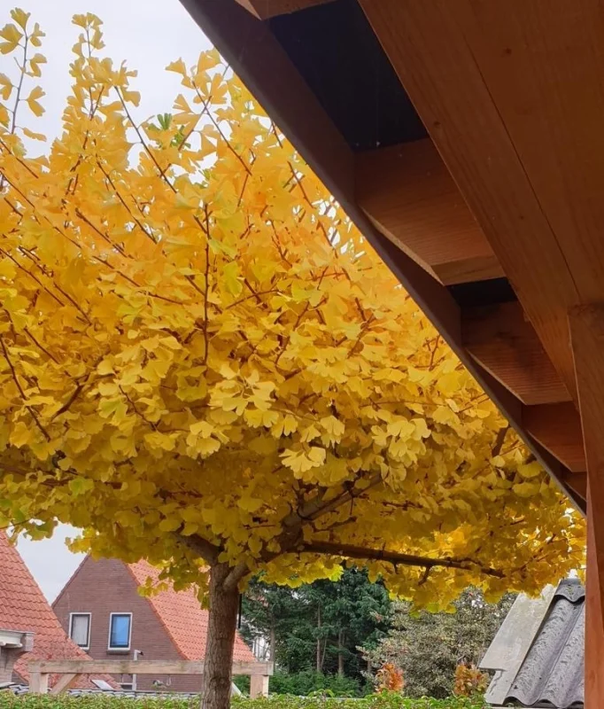 Ginkgo Biloba Dakvorm (Japanse Notenboom)