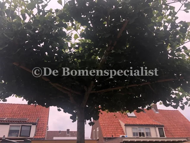 Ginkgo Biloba Dachform (Fächerblattbaum)