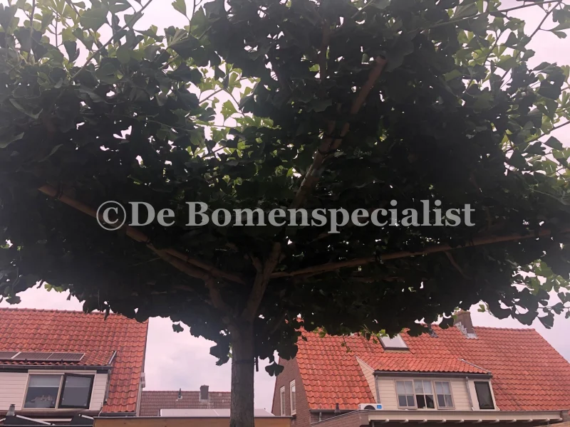 Ginkgo Biloba Dakvorm (Japanse Notenboom)