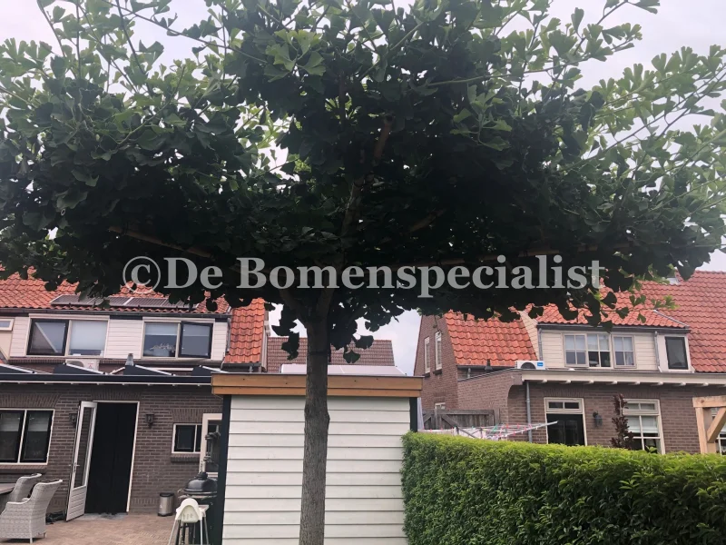 Ginkgo Biloba Dakvorm (Japanse Notenboom)-3