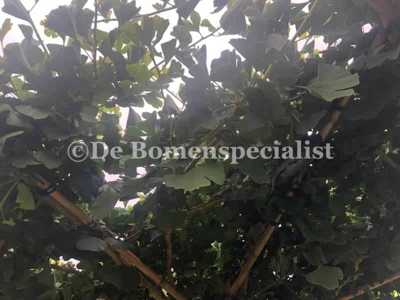 Ginkgo Biloba Dakvorm (Japanse Notenboom)-4