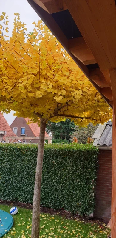 Ginkgo Biloba Dakvorm (Japanse Notenboom)-5
