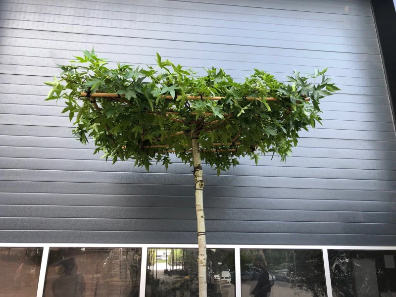 Liquidambar st. Worplesdon dakvorm (Dakamberboom)-3