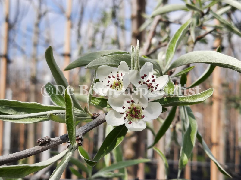 Pyrus Salicifolia Pendula (Treursierpeer dakvorm)