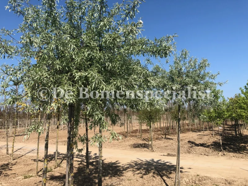 Pyrus Salicifolia Pendula (Treursierpeer dakvorm)-3