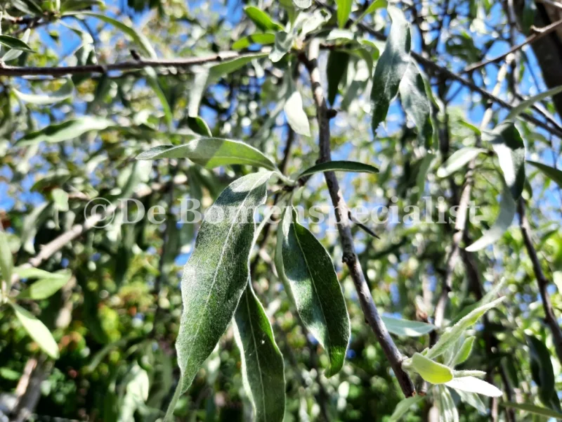 Pyrus Salicifolia Pendula (Treursierpeer dakvorm)-4