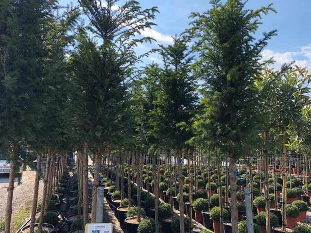 Taxus Baccata Hochstamm (Gemeine Eibe)
