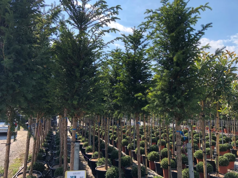 Taxus Baccata (Venijnboom) Hoogstam