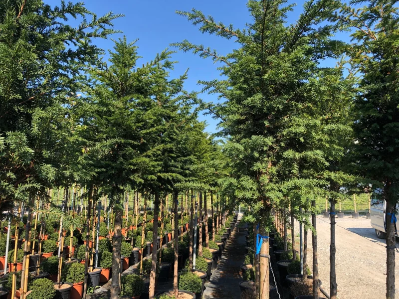 Taxus Baccata (Venijnboom) Hoogstam