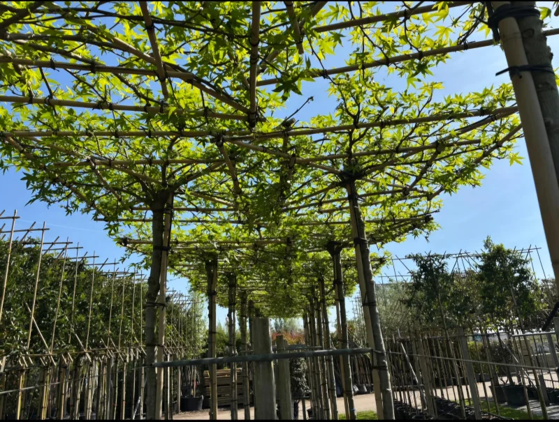 Liquidambar st. Worplesdon dakvorm (Dakamberboom)-4