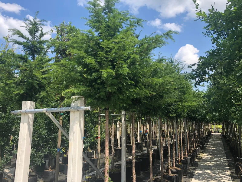 Taxus Baccata (Venijnboom) Hoogstam-3