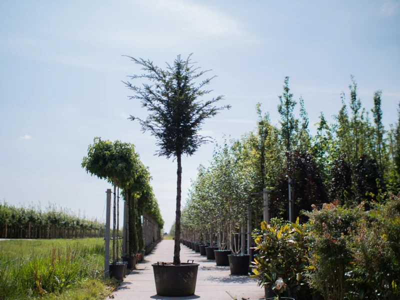 Taxus Baccata (Venijnboom) Hoogstam-4