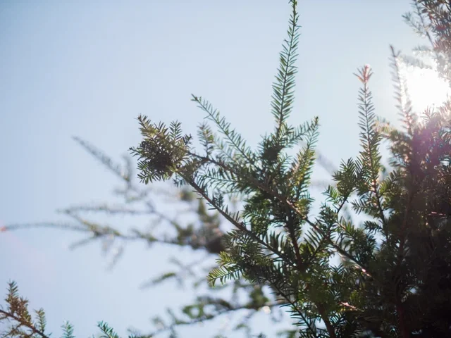 Taxus Baccata Hochstamm (Gemeine Eibe)