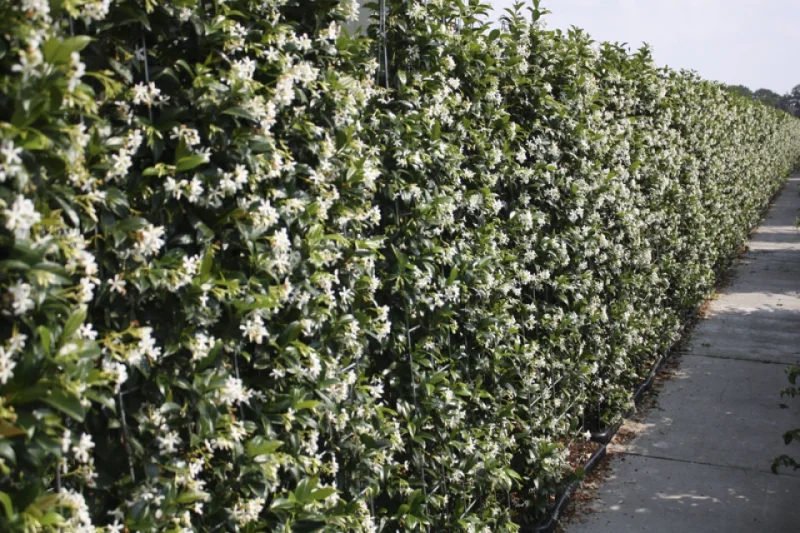 Trachelospermum Jasminoides Haagelement (Lei Toscaanse Jasmijn)-1