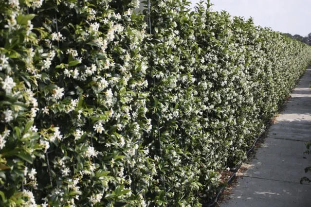Trachelospermum Jasminoides Haagelement (Lei Toscaanse Jasmijn)