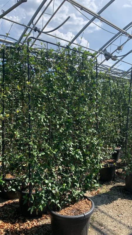 Trachelospermum Jasminoides Haagelement (Lei Toscaanse Jasmijn)-2
