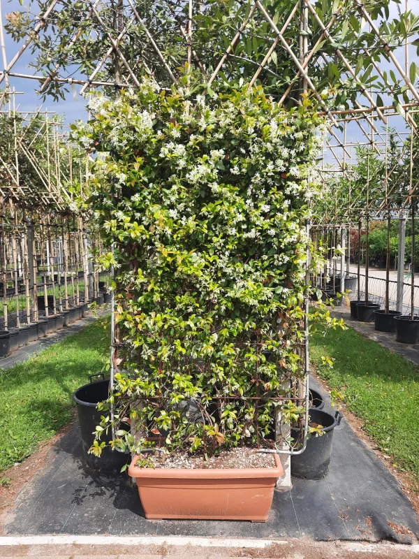 Trachelospermum Jasminoides Haagelement (Lei Toscaanse Jasmijn)-4