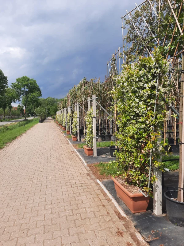 Trachelospermum Jasminoides Haagelement (Lei Toscaanse Jasmijn)-5