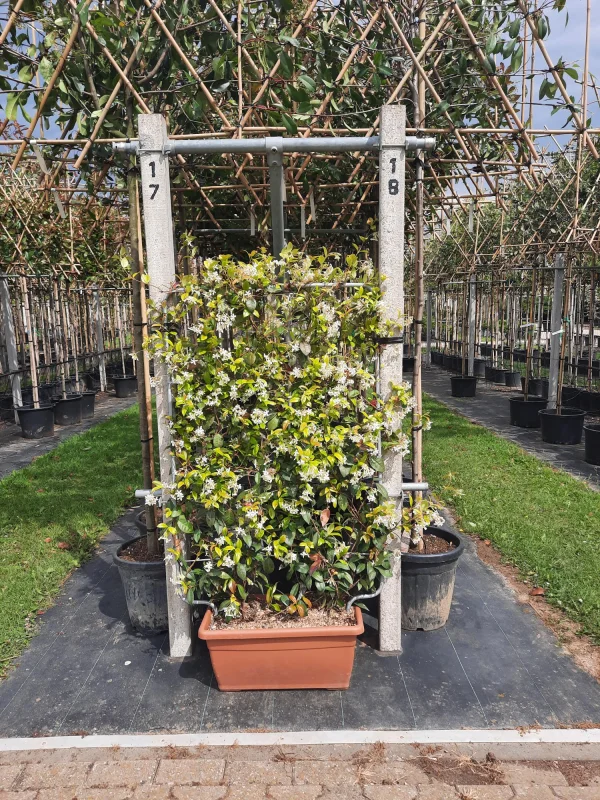 Trachelospermum Jasminoides Haagelement (Lei Toscaanse Jasmijn)-6