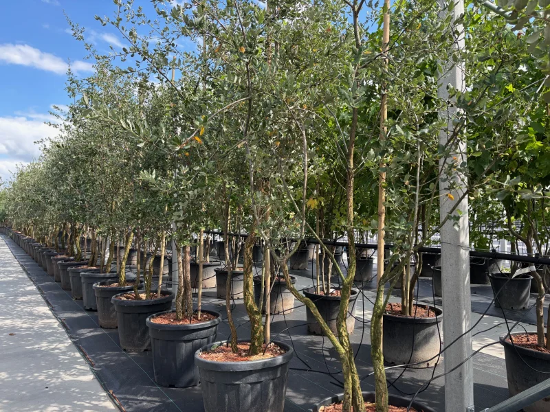 Quercus Suber Meerstammig (Kurkeik)-2