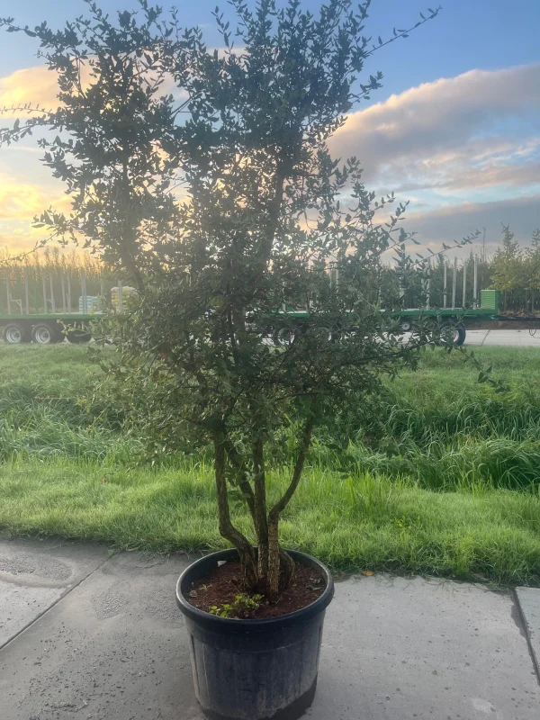 Quercus Suber Meerstammig (Kurkeik)-3