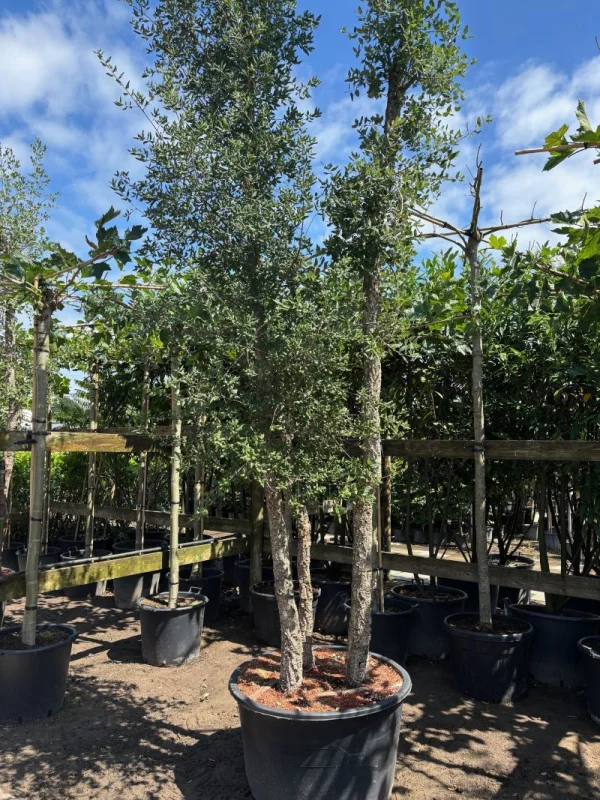 Quercus Suber Meerstammig (Kurkeik)-4