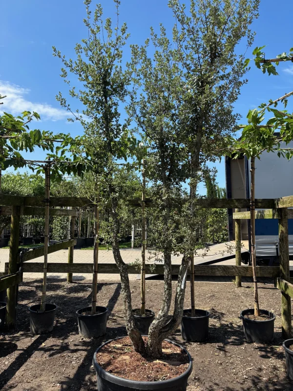 Quercus Suber Meerstammig (Kurkeik)-5