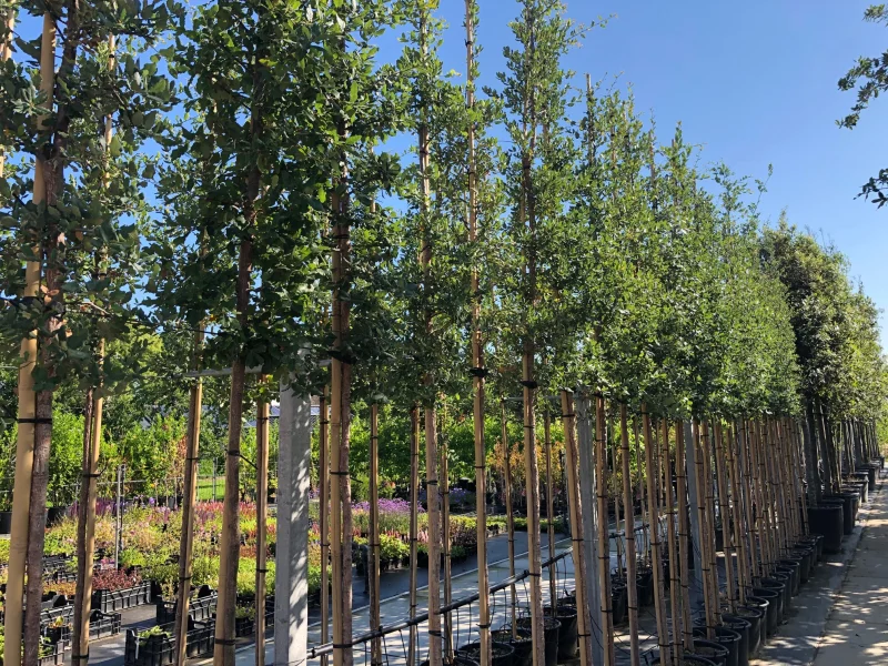 Quercus Suber (Groenblijvende Kurkeik)