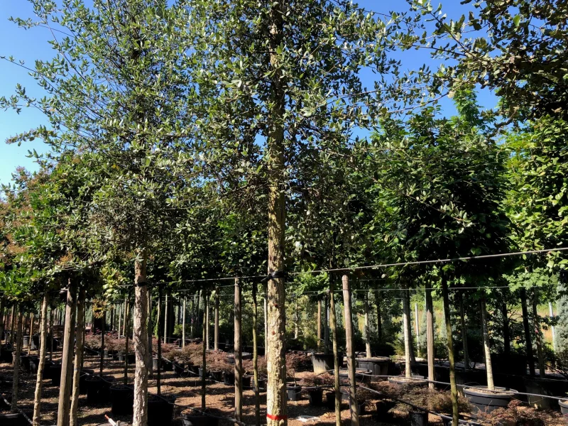 Quercus Suber (Groenblijvende Kurkeik)