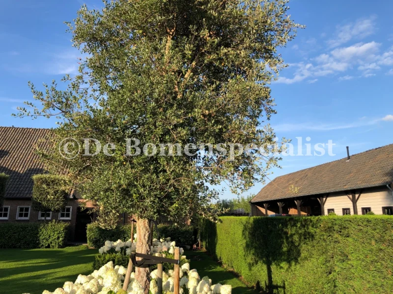 Quercus Suber (Groenblijvende Kurkeik)-4
