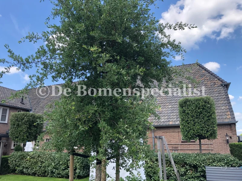 Quercus Suber (Groenblijvende Kurkeik)-5