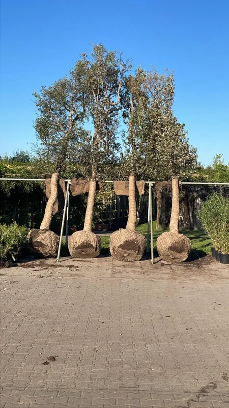 Quercus Suber (Groenblijvende Kurkeik)-6