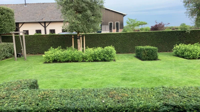 Quercus Suber (Groenblijvende Kurkeik)-7