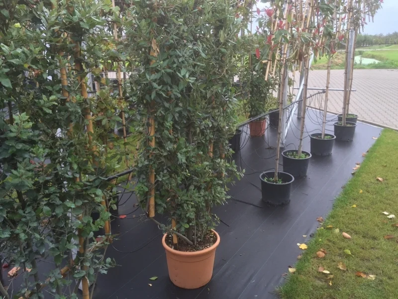 Quercus Ilex Haagelement (Leisteeneik)