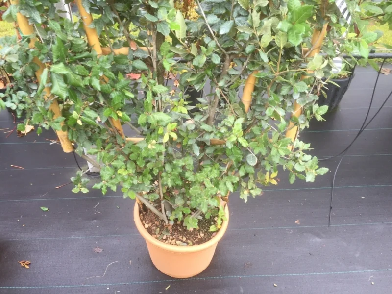 Quercus Ilex Haagelement (Leisteeneik)