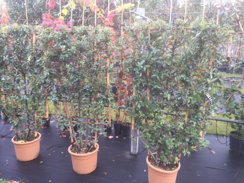 Quercus Ilex Haagelement (Leisteeneik)-3