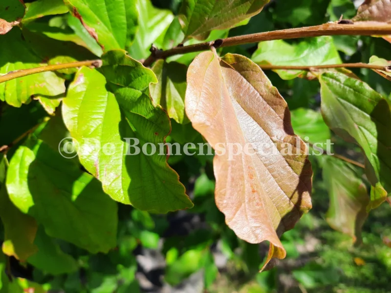 Parrotia Persica Haagelement (Lei Perzisch IJzerhout)