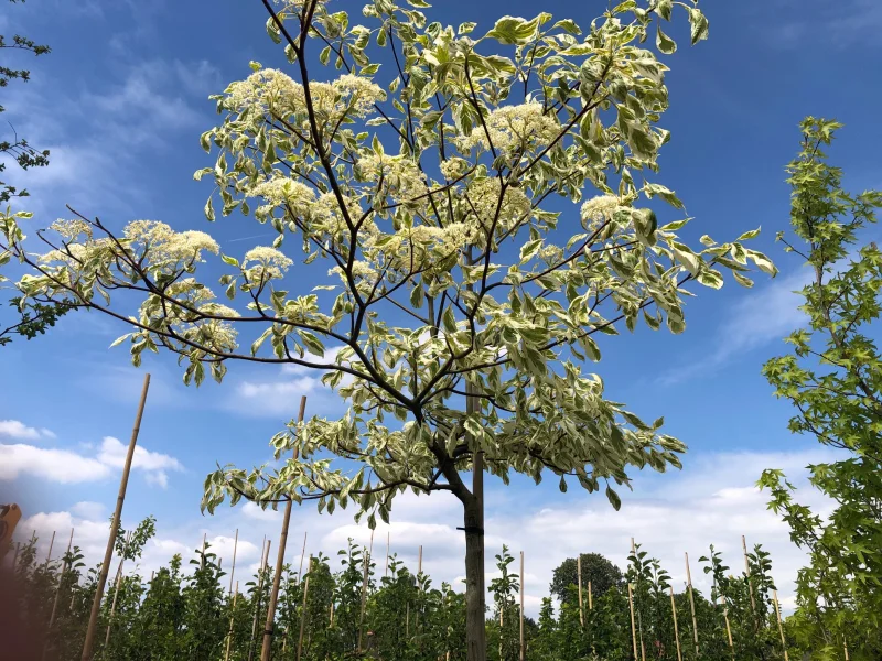Cornus Controversa Variegata (Reuzenkornoelje)-1