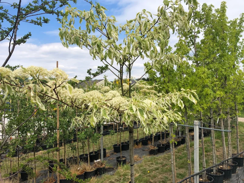 Cornus Controversa Variegata (Reuzenkornoelje)-2
