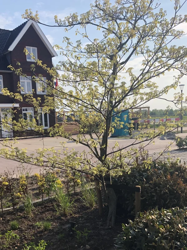Cornus Controversa Variegata (Reuzenkornoelje)-3