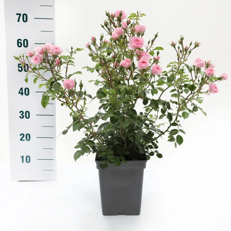 Rosa Bonica (Trosroos Lichtroze)-1