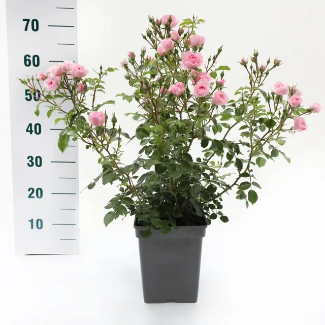 Rosa Bonica (Trosroos Lichtroze)