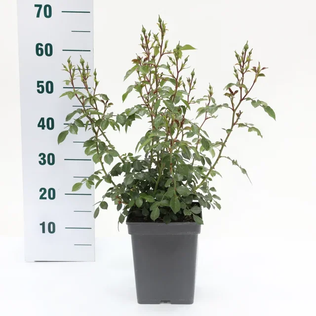 Rosa Bonica (Trosroos Lichtroze)